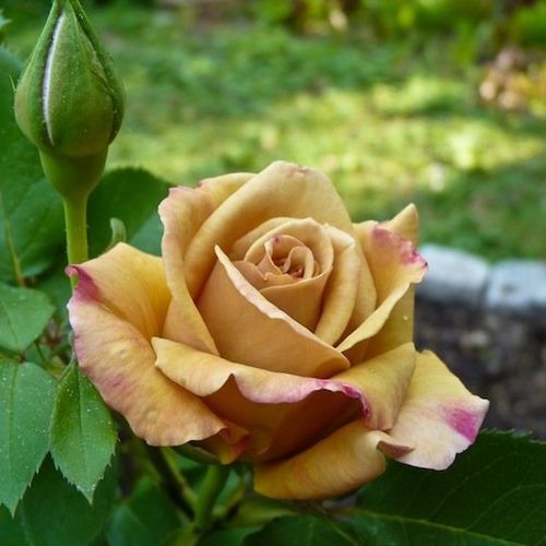 Rosa  Honey Dijon™ - žlutá - Stromkové růže, květy kvetou ve skupinkách - stromková růže s keřovitým tvarem koruny